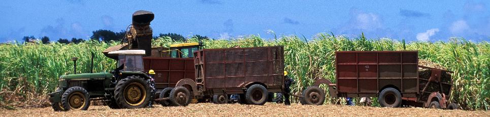 Barbados' world-famous rum is a by-product of the sugar industry